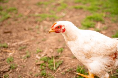 Bahçedeki köyün kırsal kesiminde ızgara tavuk yetiştiriyorum. Geçim çiftçiliği.