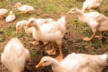 Köy evinin avlusunda genç beyaz yavru kuşlar. Kırsal koşullarda büyüyen kuşlar. Çiftlik hayvanları.