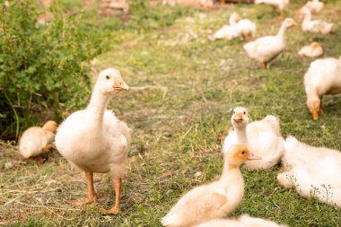 Köy evinin avlusunda genç beyaz yavru kuşlar. Kırsal koşullarda büyüyen kuşlar. Çiftlik hayvanları.