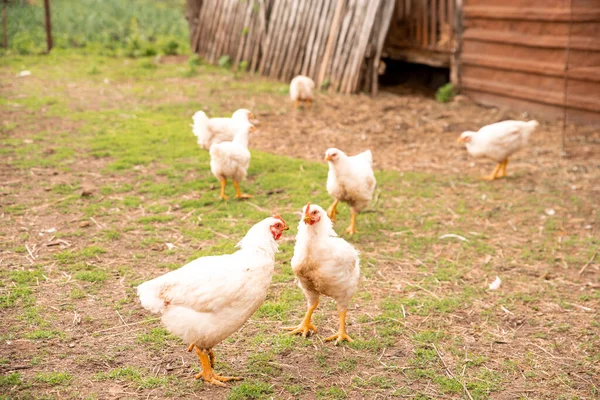 Die Zucht Von Masthühnern Unter Ländlichen Bedingungen Dorf Auf Dem — Stockfoto