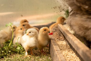 Küçük piliçler ve gri bir tavuk. Dikkat et. Tarım .