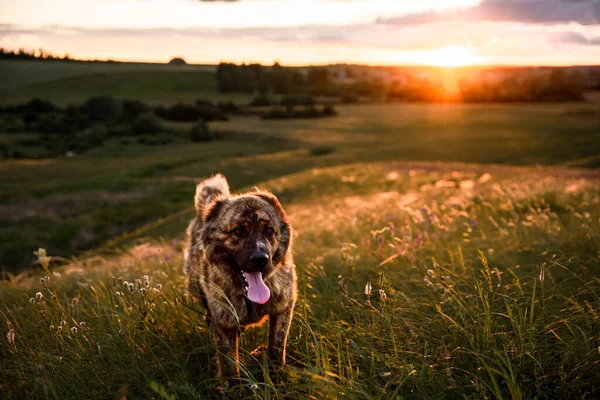 Asian Shepherd Big Loyal Dog Territory Herd Protection Dog Summer — Stock Photo, Image