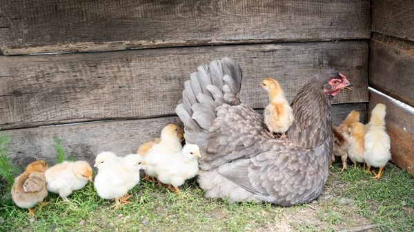 Little chicks and a gray hen. Care. Agriculture .