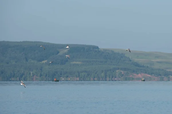 Mewy Jeziorze Pogodny Letni Dzień Letni Krajobraz Przyroda — Zdjęcie stockowe