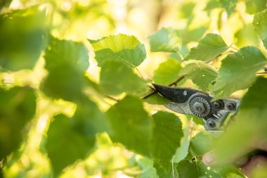 Bir yaz günü banyo için huş ağacı süpürgesi hasatı. Gelenekler. Sağlık.