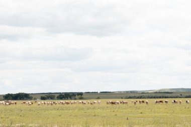 Güneşli bir yaz gününde bir inek sürüsü çayırda otluyor. Sığırlar. Çiftlik hayvanları.