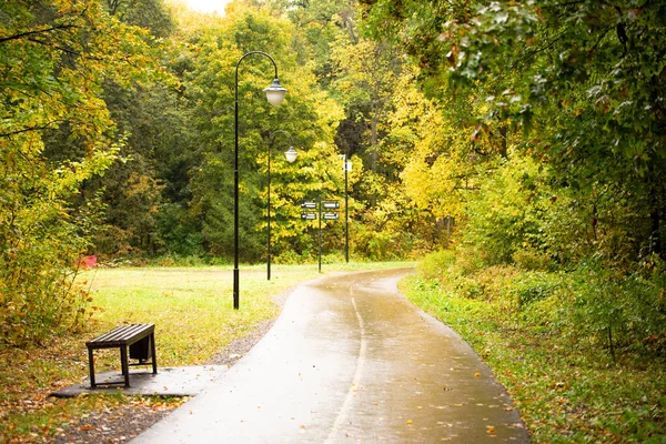 Herbstwald Park Mit Bäumen Einem Regnerischen Tag Gelbe Herbstschönheit — Stockfoto