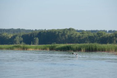 Açık bir yaz gününde gölde martılar. Yaz manzarası. Doğa.