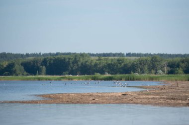 Açık bir yaz gününde gölde martılar. Yaz manzarası. Doğa.