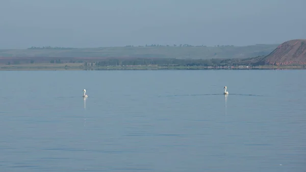 A pair of swans swim in the lake on a clear Sunny summer day. Landscape.
