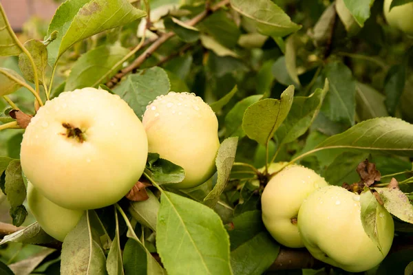 Manzanas Una Rama Árbol Verano Después Lluvia Gotas Las Manzanas — Foto de Stock