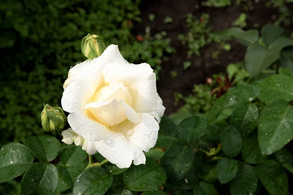 Rosa Blanca Jardín Después Lluvia Gotas Lluvia Sobre Los Pétalos — Foto de Stock
