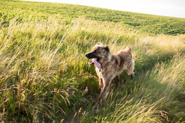 Asyalı çoban, toprak ve sürüyü korumak için büyük sadık bir köpektir. Bir yaz gününde köpek..