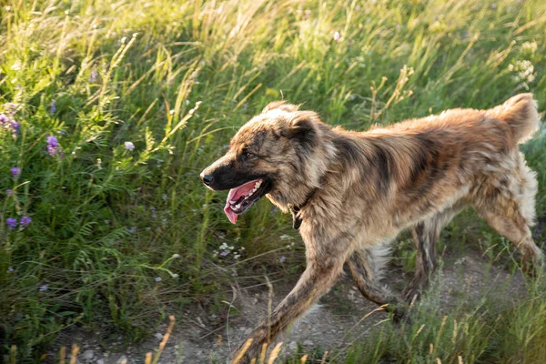 Asyalı Çoban Toprak Sürüyü Korumak Için Büyük Sadık Bir Köpektir — Stok fotoğraf