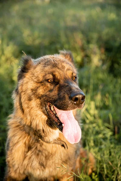 Pastor Asiático Grande Cão Leal Para Território Proteção Rebanho Cão — Fotografia de Stock