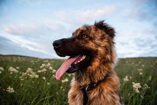 Pastor Asiático Grande Cão Leal Para Território Proteção Rebanho Cão — Fotografia de Stock