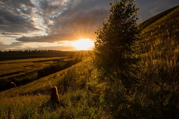 Asian Shepherd Big Loyal Dog Territory Herd Protection Dog Summer — Stock Photo, Image