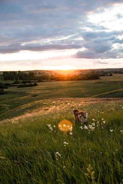 Asian Shepherd Big Loyal Dog Territory Herd Protection Dog Summer — Stock Photo, Image