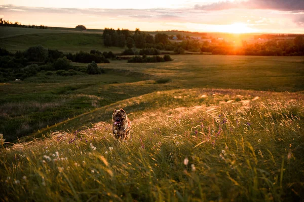 The Asian shepherd is a big loyal dog for territory and herd protection. Dog on a summer day.