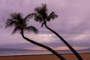 gün batımında Maui kumsalda kontrast palmiye ağaçları