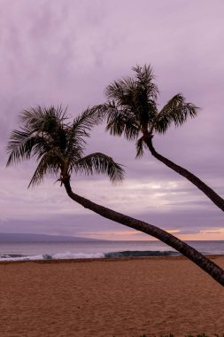 gün batımında Maui kumsalda kontrast palmiye ağaçları
