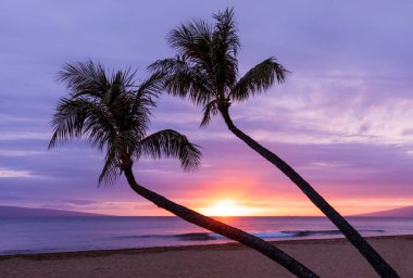 gün batımında Maui kumsalda kontrast palmiye ağaçları