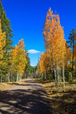 Arizona'nın beyaz dağlarda doğal bir sonbahar peyzaj