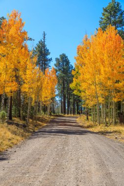 Arizona'nın beyaz dağlarda doğal bir sonbahar peyzaj