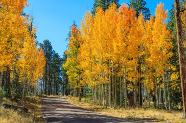 Arizona'nın beyaz dağlarda doğal bir sonbahar peyzaj