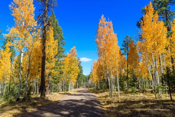 Scenic Autumn Landscape White Mountains Arizona — Stock Photo, Image