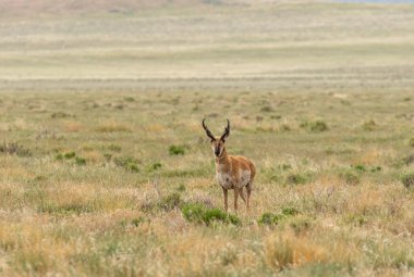 güzel pronghorn antilop buck Utah kır