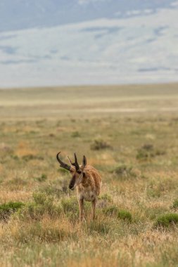 güzel pronghorn antilop buck Utah kır