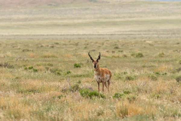 Una Bella Antilope Buck Pronghorn Sulla Prateria Dello Utah — Foto Stock
