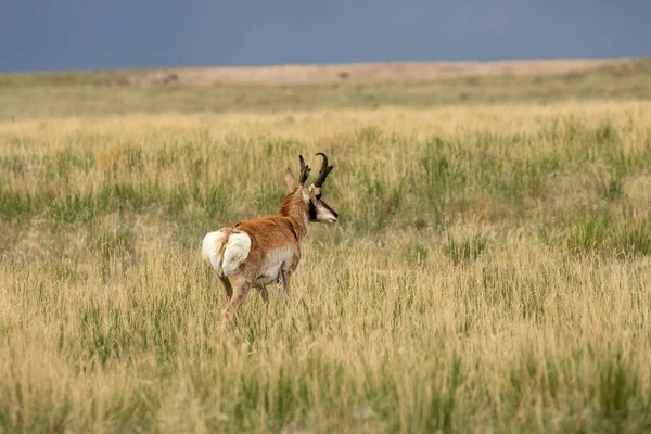 Una Bella Antilope Buck Pronghorn Sulla Prateria Dello Utah — Foto Stock