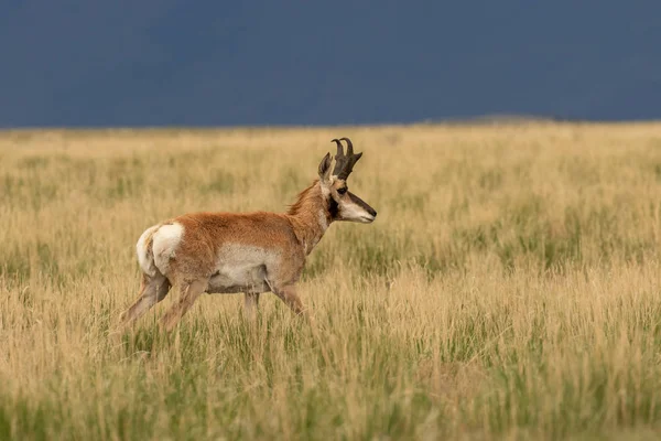 Nice Pronghorn Antelope Buck Utah Prairie — Stock Photo, Image