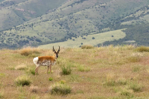 Ein Schöner Antilopenbock Auf Der Utah Prärie — Stockfoto