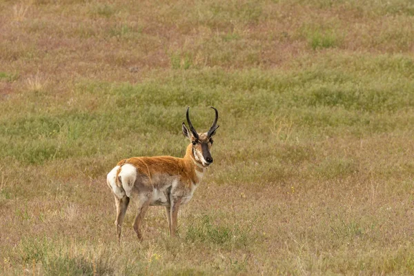 Een Mooie Gaffelbok Antelope Bok Prairie Van Utah — Stockfoto
