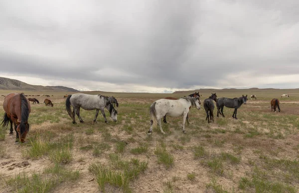 Een Kudde Wilde Paarden Utah Woestijn — Stockfoto