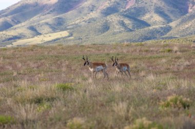 bir çift güzel pronghorn antilop bozkırda dolar