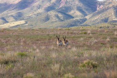 bir çift güzel pronghorn antilop bozkırda dolar