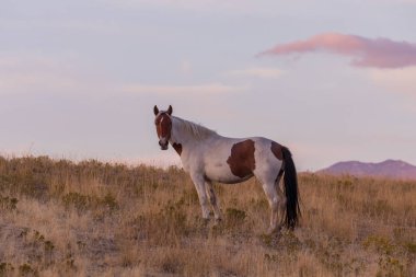 güzel bir Utah çöl gün batımı bir vahşi atları