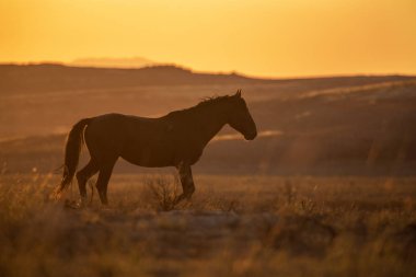 güzel bir Utah çöl gün batımı bir vahşi atları