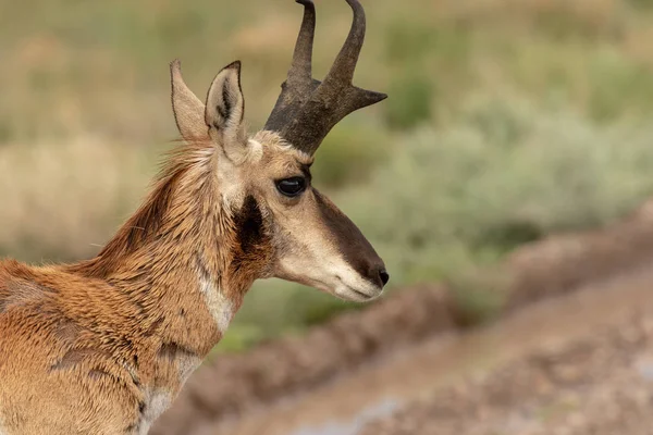 Une Jolie Antilope Pronghorn Dans Prairie — Photo