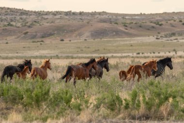 Yaz aylarında Utah çölde vahşi atlar sürüsü