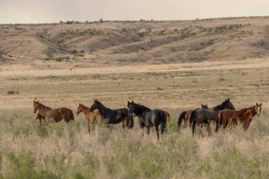 Yaz aylarında Utah çölde vahşi atlar sürüsü