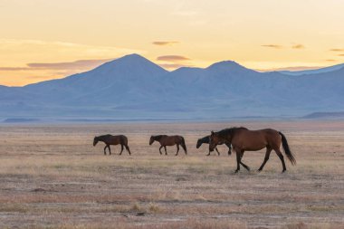 Yaz aylarında Utah çölde vahşi atlar sürüsü