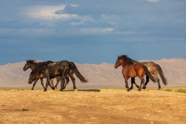 Yaz aylarında Utah çölde vahşi atlar sürüsü
