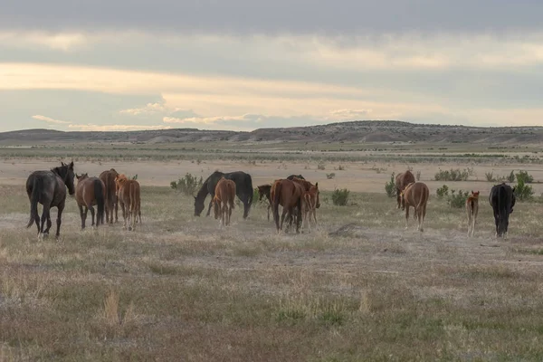 Een Kudde Wilde Paarden Woestijn Van Utah Zomer — Stockfoto