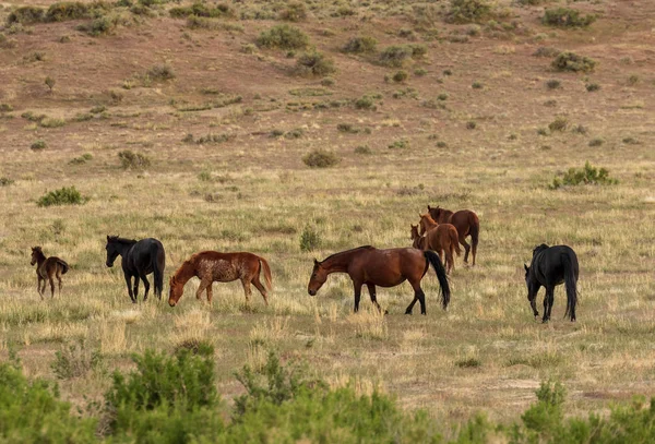 Eine Herde Wildpferde Sommer Der Wüste Utah — Stockfoto