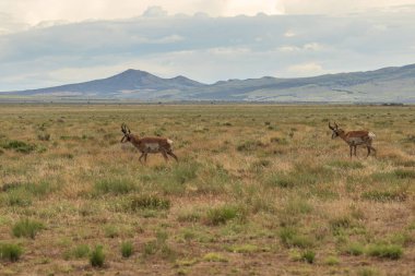 Bozkırda bir çift pronghorn antilop dolar
